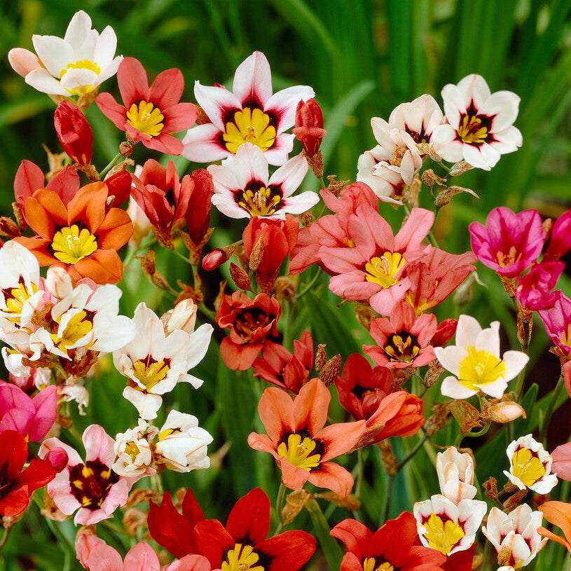 Sparaxis Mixed 20-pack